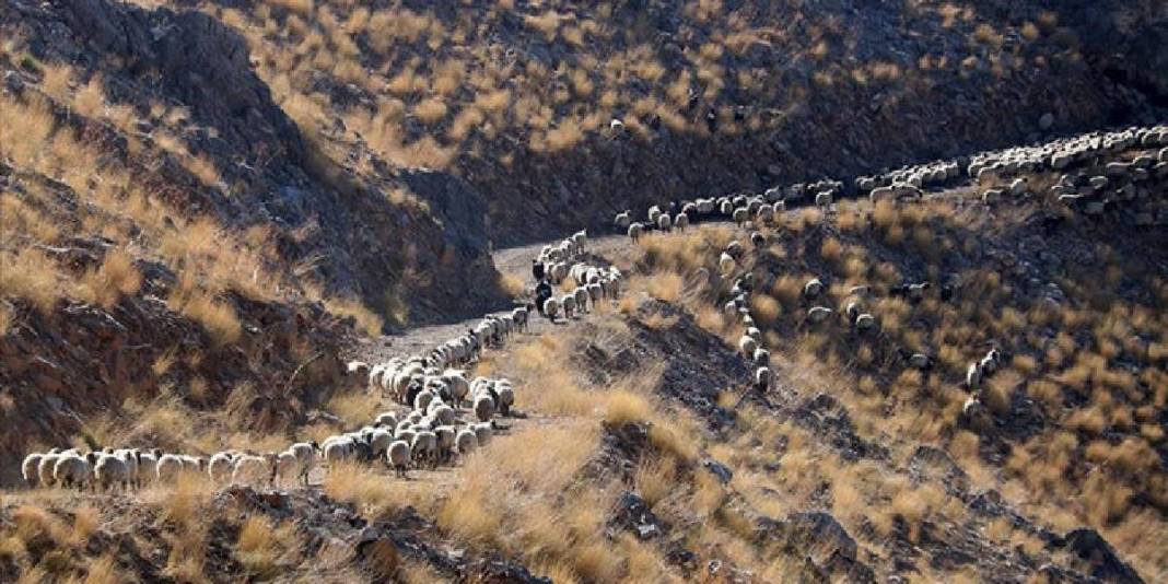 Yazın yaylada kışın şehirde! Göçerlerin yolculuğu başladı: 5 aylık maceraya ara vakti geldi 1